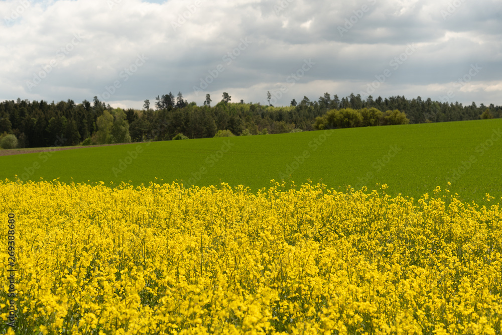 Rapsfeld am Waldrand