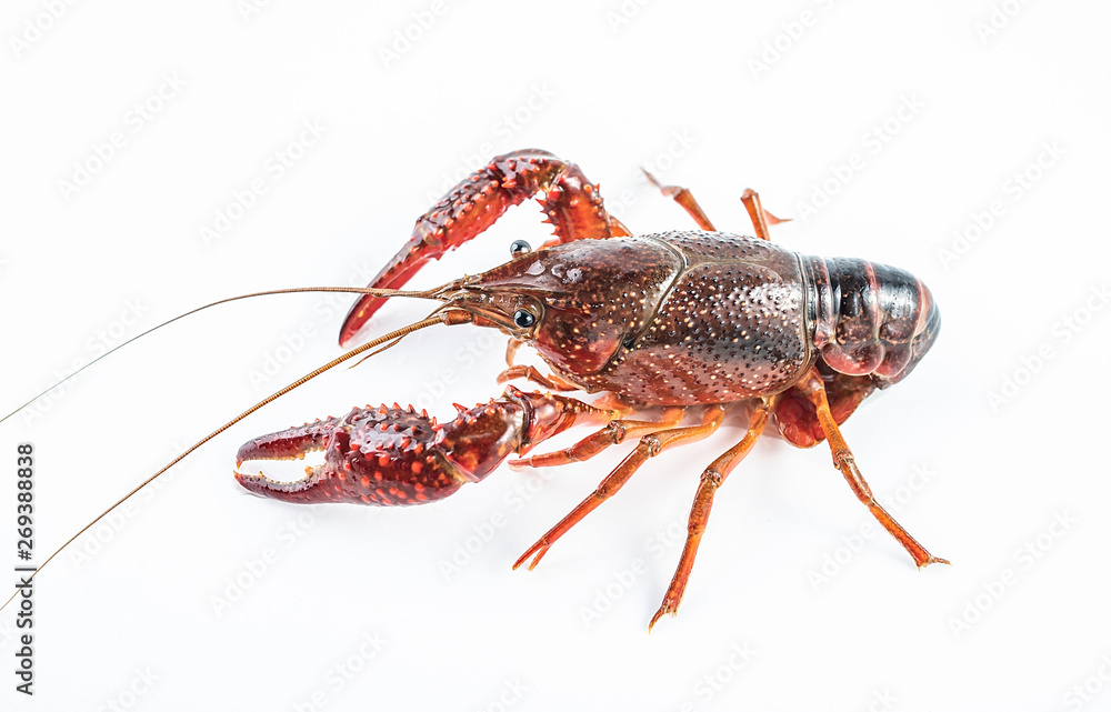 a live crayfish on a white background a live crayfish on a white background
