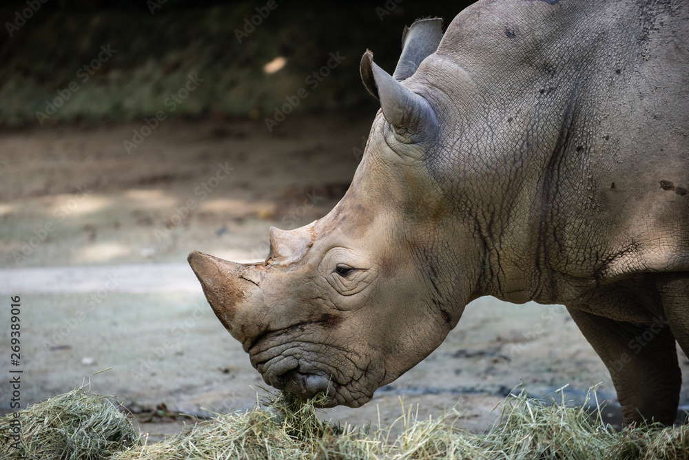 Side view of a White Rhinoceros eating hay Side view of a White Rhinoceros eating hay