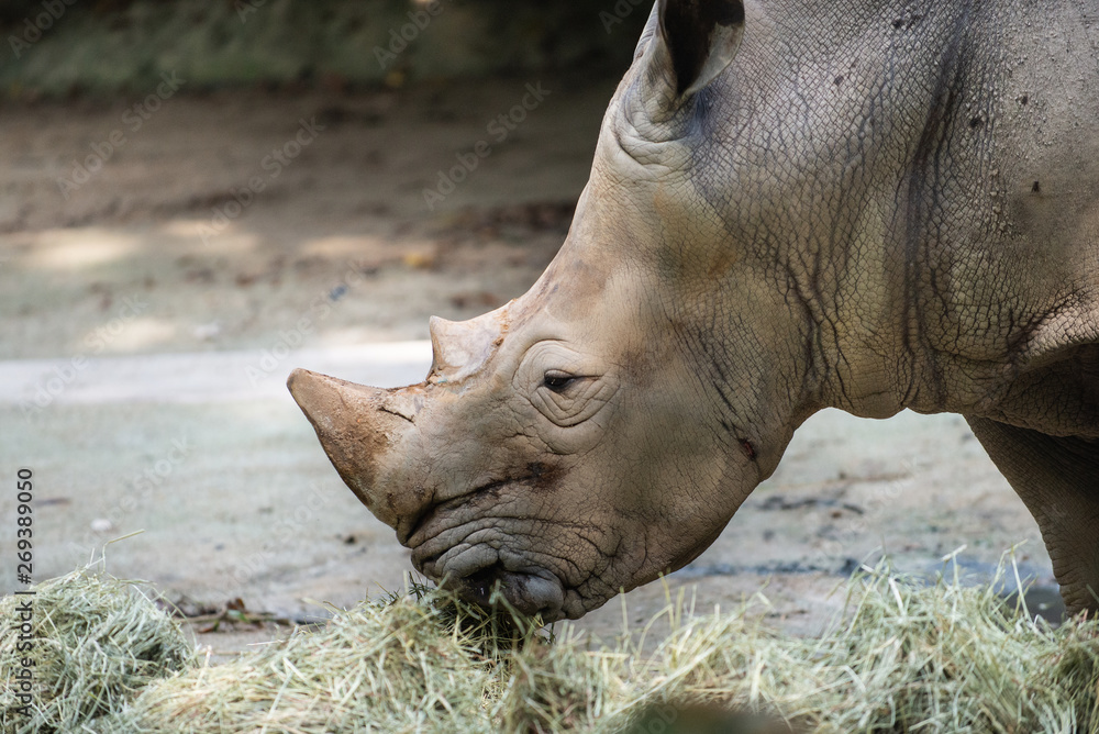 Side view of a White Rhinoceros eating hay Side view of a White Rhinoceros eating hay