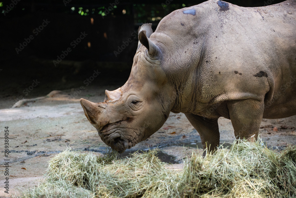 Side view of a White Rhinoceros eating hay Side view of a White Rhinoceros eating hay