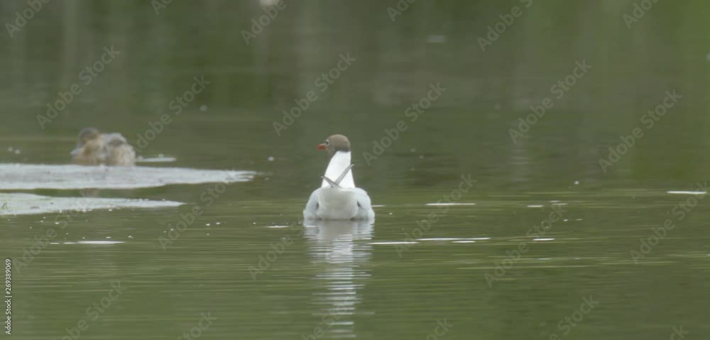 Black Headed Gull, Duddingston Loch, Edinburgh, Scotland Black Headed Gull, Duddingston Loch, Edinburgh, Scotland