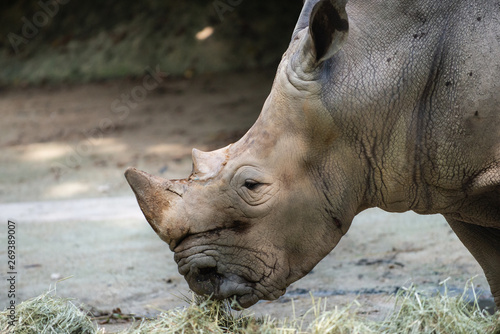 Side view of a White Rhinoceros eating hay 