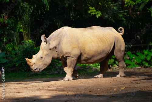 Side view of a white rhinoceros on the move in the sun   kicking up dirt 