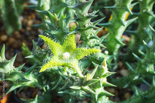 Blooming green flower of Orbea dummeri. It is a perennial soft-wooded succulent with roundish. photo