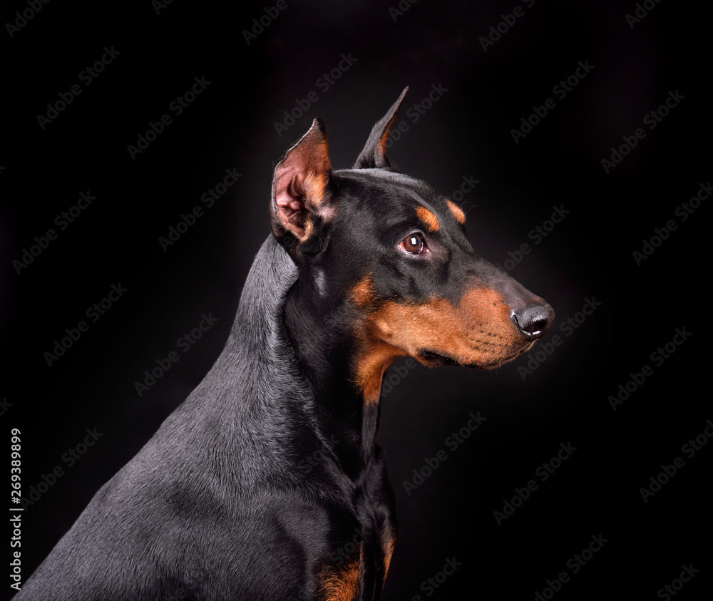 Portrait of doberman dog Portrait of doberman dog
