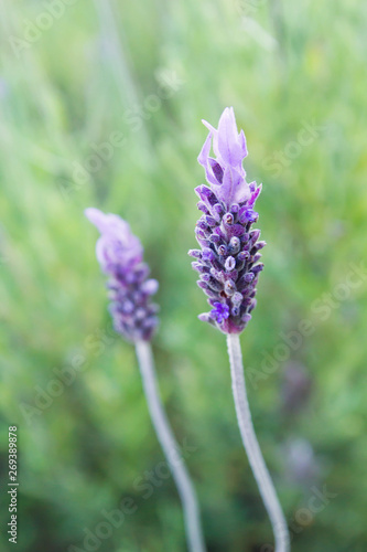 Lavender flowers blooming close up