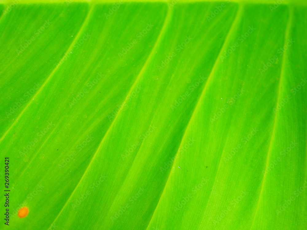 texture of green leaf texture of green leaf