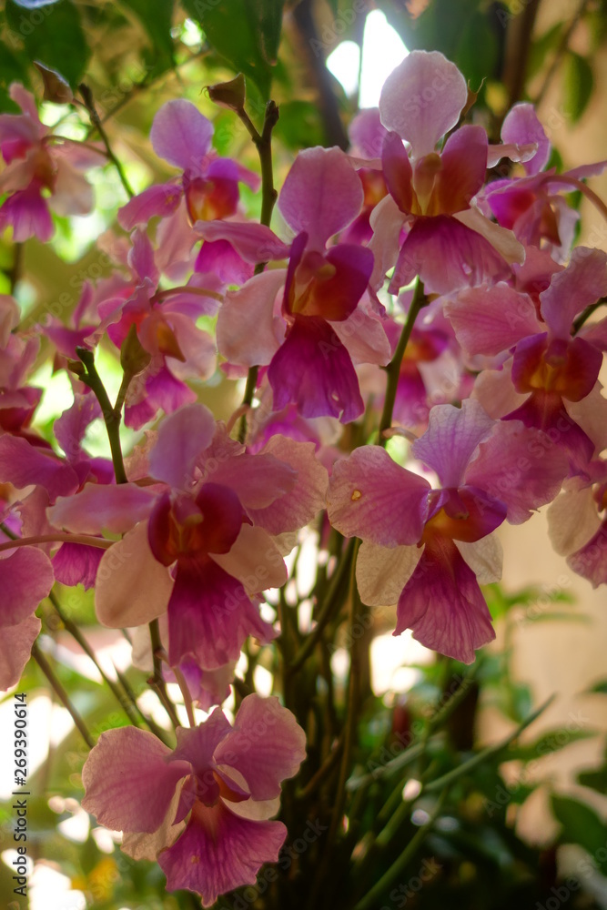 Orchidée Orchidée