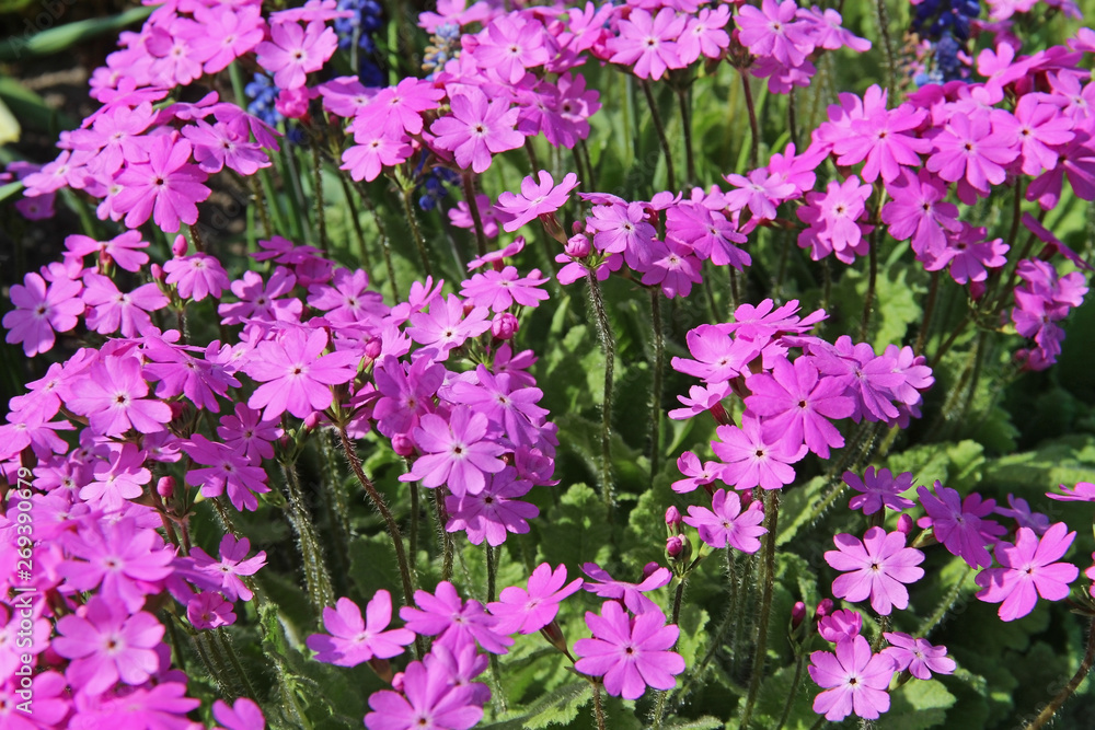 Beautiful spring pink flowers Primula sieboldii. Beautiful spring pink flowers Primula sieboldii.