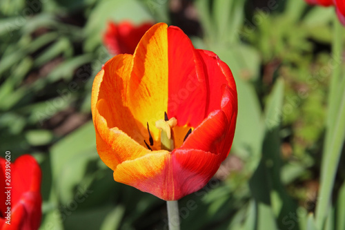 Beautiful unusual red and yellow tulip blooming in the garden in spring.