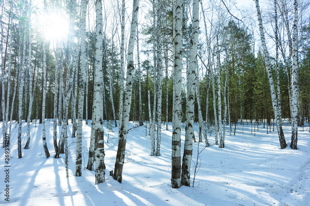 Fototapeta premium Sunny Day in Winter Birch Trees Forest