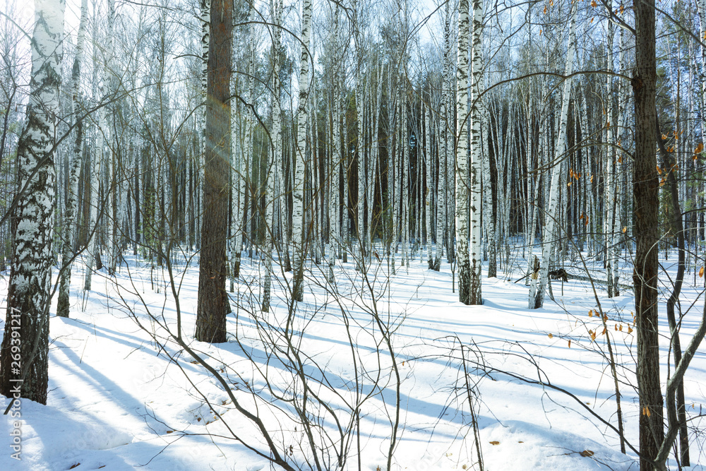 Fototapeta premium Sunny Day in Winter Birch Trees Forest