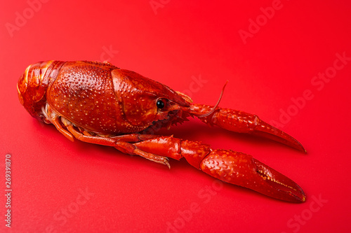 A bright red delicious crayfish on a red background