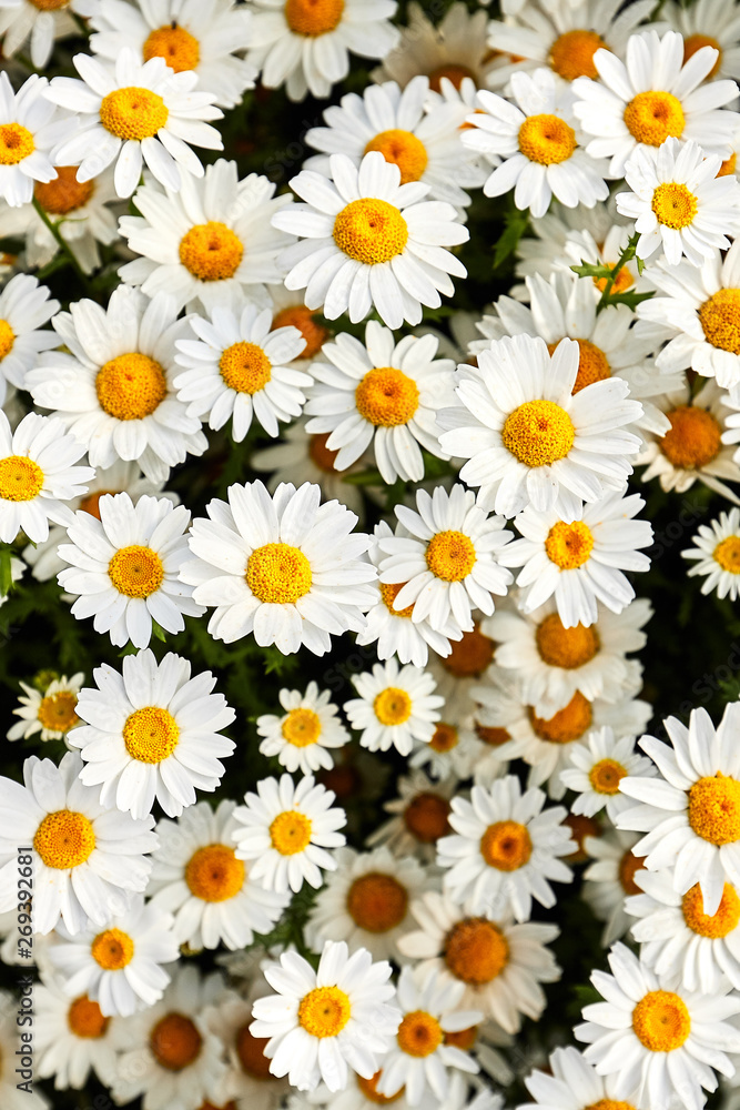 Daisies close-up, top view. White flowers Daisies close-up, top view. White flowers