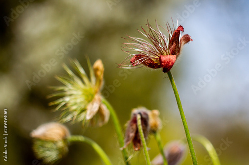 Frühlingsblüte rot