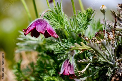 Frühlingsblüte violett