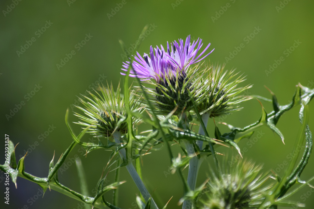 Detalle de la flor morada de la planta del cardo con hojas verdes. Detalle de la flor morada de la planta del cardo con hojas verdes.
