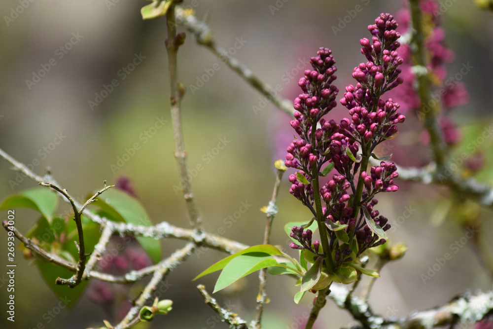 Brotes de flores moradas en un árbol de hojas verdes y ramas con musgo en un bosque arbolado y soleado Brotes de flores moradas en un árbol de hojas verdes y ramas con musgo en un bosque arbolado y soleado