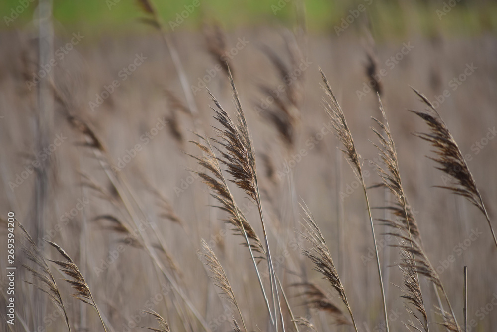 Obraz premium Detalle de campo de cereales sin segar mecidos por el viento en un día soleado.