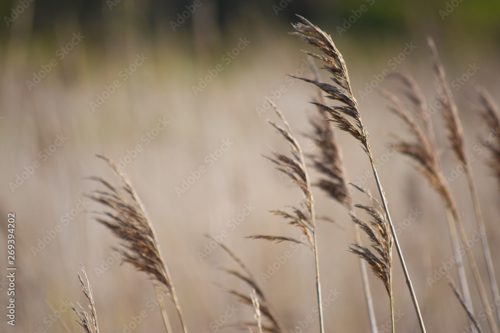 Obraz premium Detalle de campo de cereales sin segar mecidos por el viento en un día soleado.