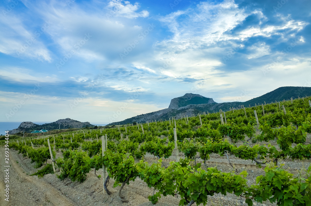Sudak, Crimean Republic, Russia - May 30, 2017: View of the district of Sudak. Terrain in the mountains, vineyards, the sea on the horizon. Genoese fortress. View of mount Falcon. Sudak, Crimean Republic, Russia - May 30, 2017: View of the district of Sudak. Terrain in the mountains, vineyards, the sea on the horizon. Genoese fortress. View of mount Falcon.