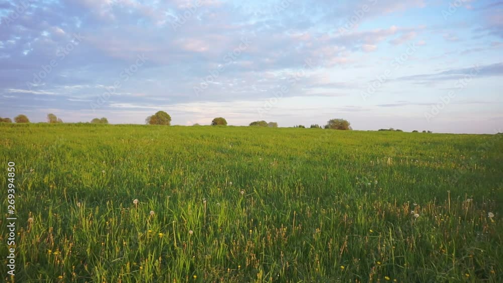 summer pastime in the countryside.typical summer rural landscape.walk on a green field on a warm summer evening.first person view summer pastime in the countryside.typical summer rural landscape.walk on a green field on a warm summer evening.first person view