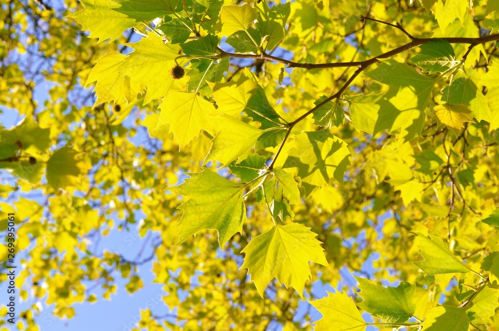 Sunlight on fresh green and yellow leaves. Sunlight on fresh green and yellow leaves.