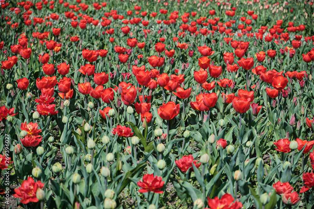 Ein Feld blühender, roter Tulpen, einige Knospen im Vordergrund