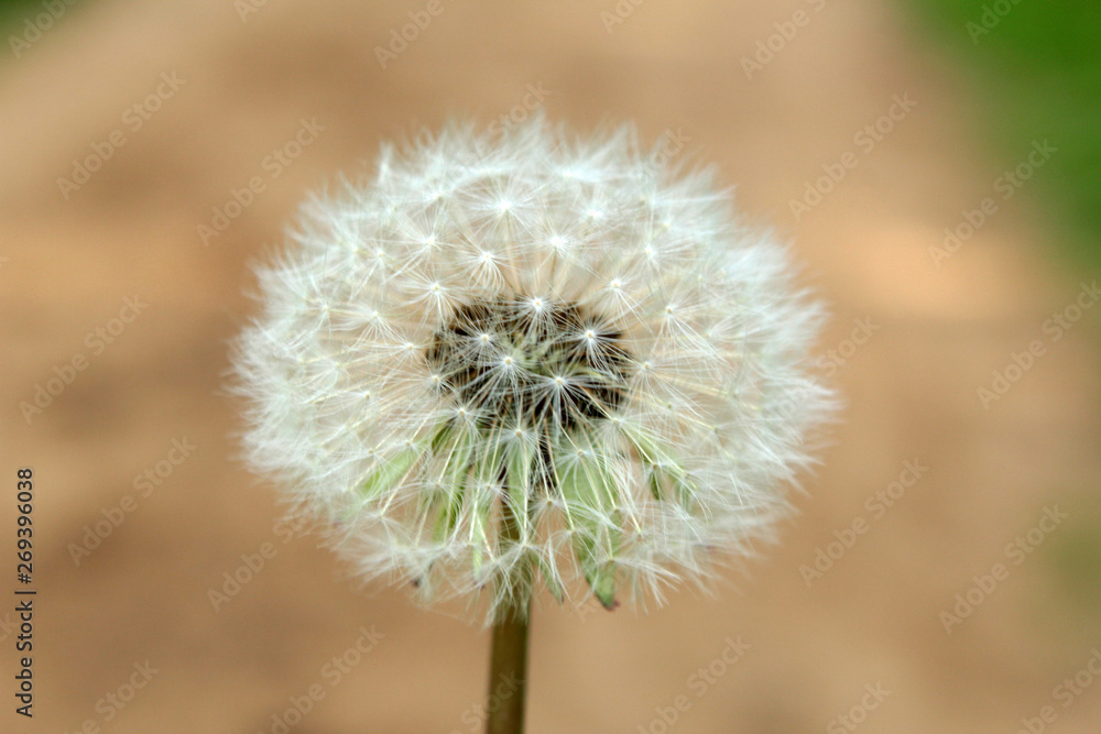 beautiful flower called dandelion on a magical summer day