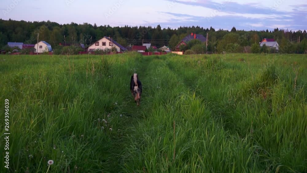 summer pastime.countryside holidays in the countryside.walk with a big dog on a green field on a warm summer evening.first person view summer pastime.countryside holidays in the countryside.walk with a big dog on a green field on a warm summer evening.first person view