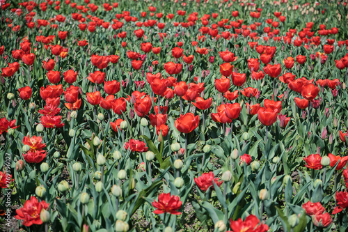 Ein Feld bl  hender  roter Tulpen  einige Knospen im Vordergrund