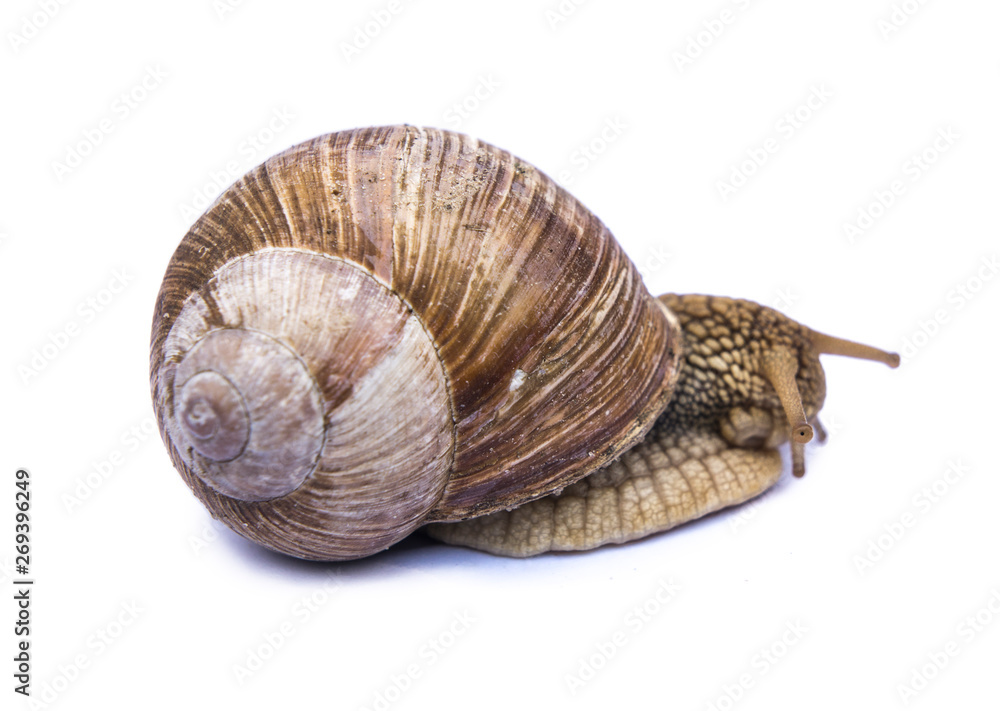 snail isolated on white snail isolated on white