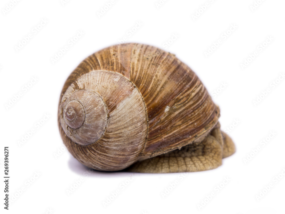 snail isolated on white