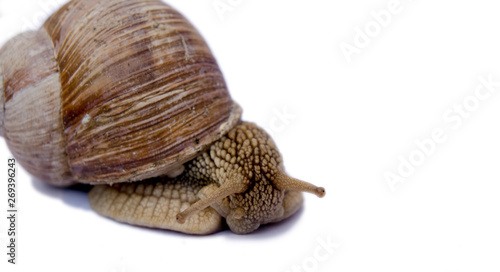 snail isolated on white
