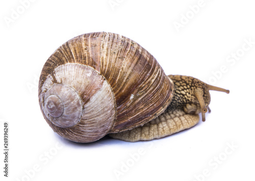 snail isolated on white
