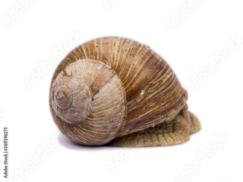 snail isolated on white