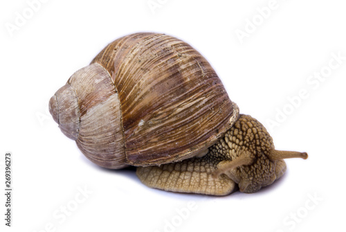 snail isolated on white