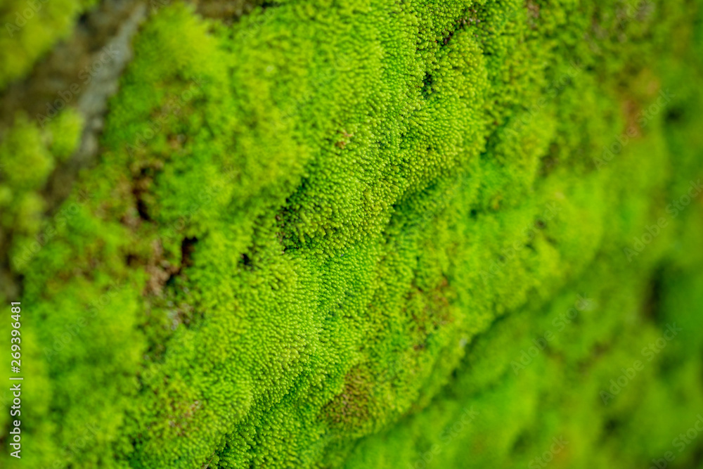 Moss texture, green background ,Green moss grows up covering the old wall. Displayed with a macro view Old walls that are full of moss Moss texture, green background ,Green moss grows up covering the old wall. Displayed with a macro view Old walls that are full of moss