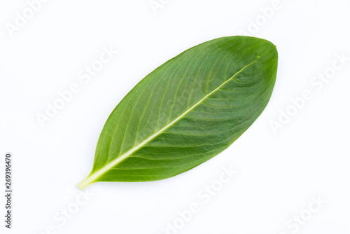 Green leaf isolated on white background