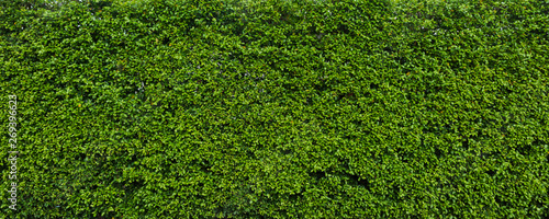 Green leaf hedge wall for background panorame photo