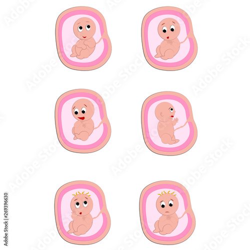 Baby positions in womb color illustration. Cute baby in womb vector. Pregnancy. Baby pose in womb before birth. Different positions of baby in womb