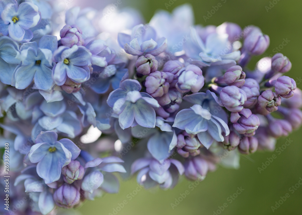 Spring branch of blossoming lilac. Macro. Close-up Spring branch of blossoming lilac. Macro. Close-up