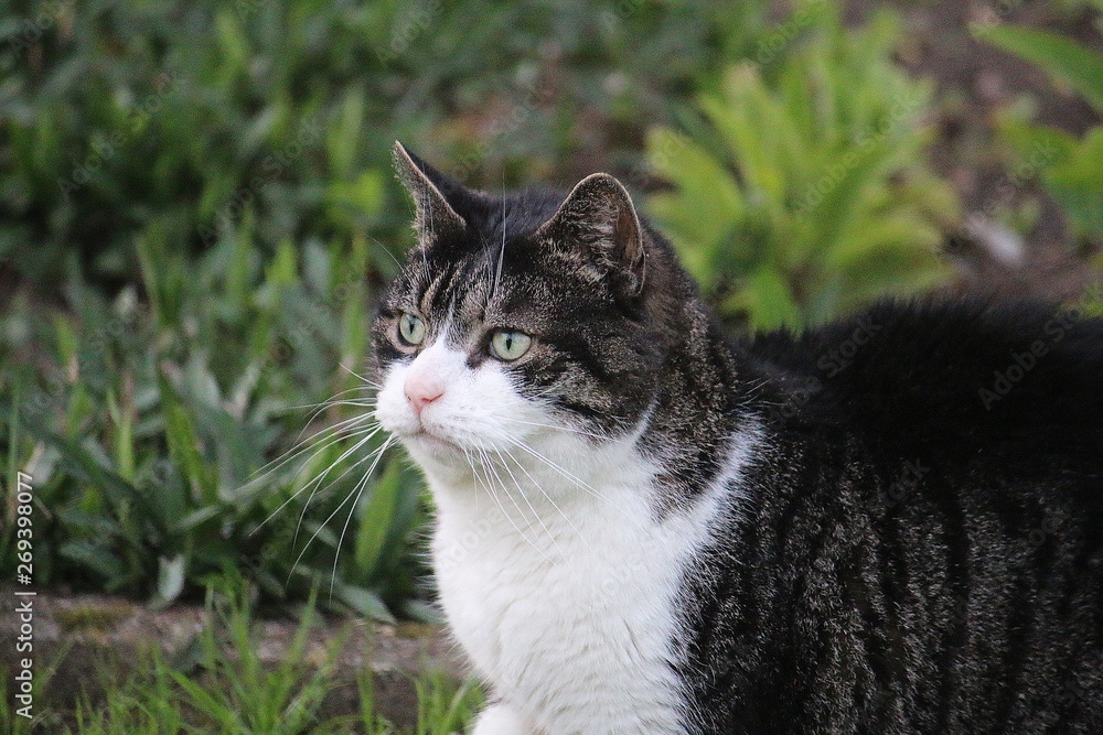 beautiful cat head portrait in the garden