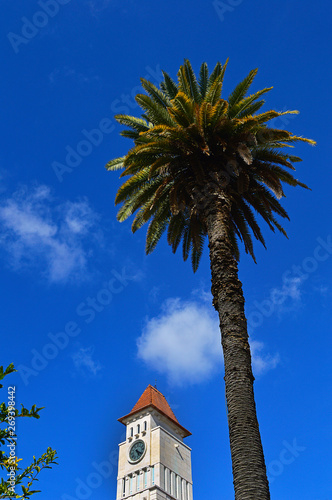 Palm in the Dom Louis square near the building of ISCAD - Instit photo