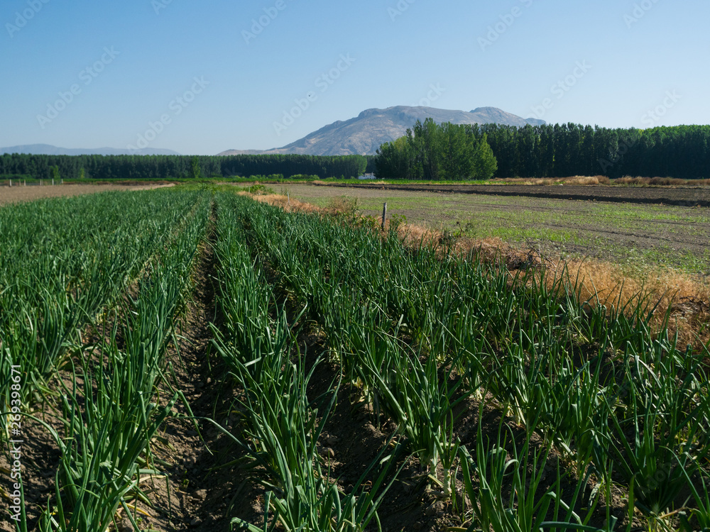 Cultivated field, sky and mountains Cultivated field, sky and mountains