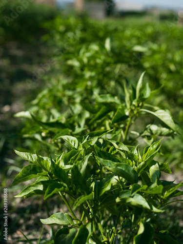 Wallpaper Mural Cultivated vegetable leaf Torontodigital.ca