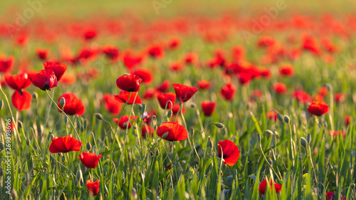 Green field with blooming red poppies