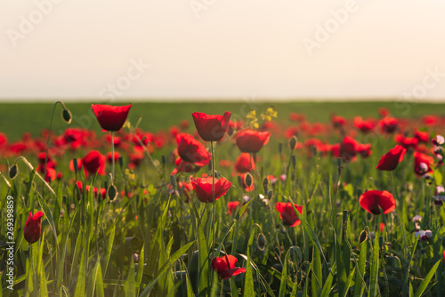 Green field with blooming red poppies