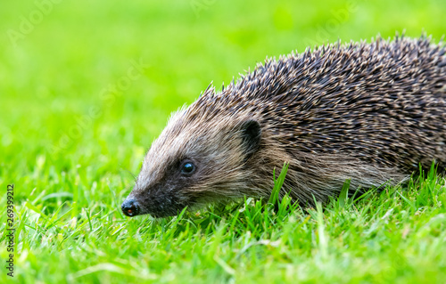 Hedgehog, wild, native, European hedgehog in natural garden habitat with green grass and clean, blurred, green background.  Facing left.  Close up.  Space for copy.
